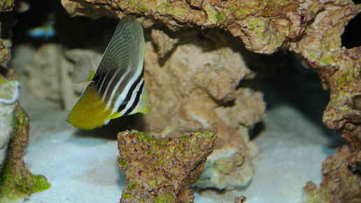 aquarium6 nelken-apo