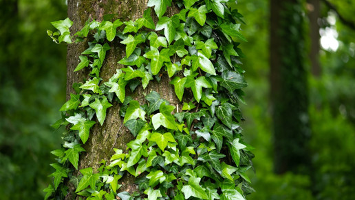 Schmerzforschung: Hederagenin blockiert Schmerzrezeptor