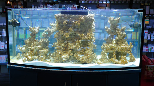 aquarium2 nelken-apo