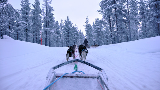 finnland hundeschlitten aa