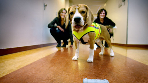 Cliff erschnüffelt Keime