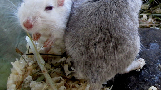 maus Rolf Handke pixelio