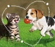 ZERTIFIZIERTES ONLINE-TRAINING  Ektoparasiten bei Hunden und Katzen