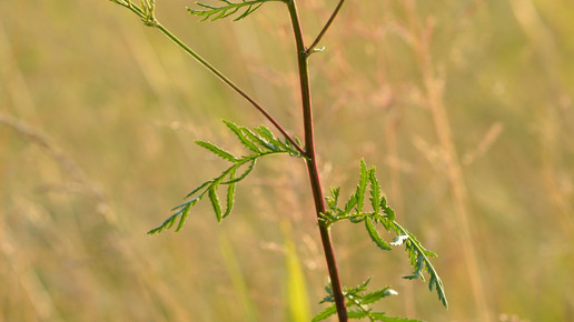 rainfarn wikipedia Ivar Leidus CC BY-SA 3.0