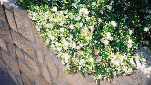 Myrrhe Iris Kaemmle pixelio.de