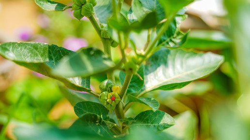 Foto: Eine Ashwagandhapflanze mit Frucht