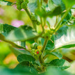 Foto: Eine Ashwagandhapflanze mit Frucht