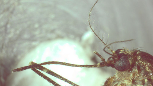 Culiseta annulata Kopf Weibchen Kampen 2012