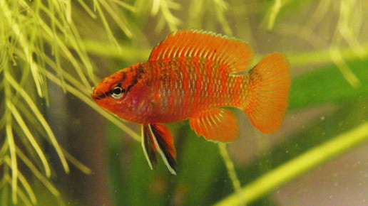 fisch aquarium Thomas Werner pixelio de