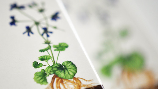 umckaloabo pflanze aa