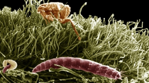 0001-PR-Texte4016 25c199