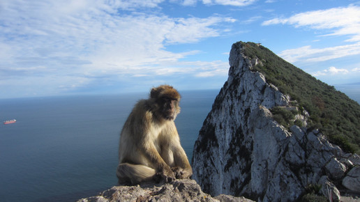 gibraltar affe aa