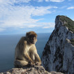 gibraltar affe aa Auch Menschenaffen werden im Alter weitsichtig
