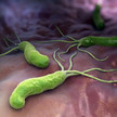Helicobacter pylori – ein angepasstes Bakterium