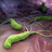 Helicobacter pylori – ein angepasstes Bakterium