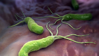Steigert Helicobacter das Demenz-Risiko?