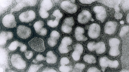 Vogelgrippe in Wismar ausgebrochen