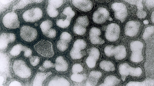 Polen: Nach Schweinepest kommt Vogelgrippe