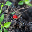 Juckender Ausschlag: FAQ zu Herbstgrasmilben Herbstmilbe in Nahaufnahme über den Boden krabbelnd