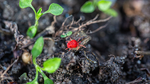 Herbstmilbe in Nahaufnahme über den Boden krabbelnd