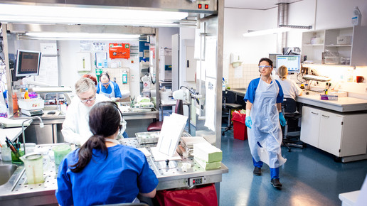 labor charite andreas domma