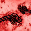 Ebola-Variante: Moderna will Impfstoff entwickeln