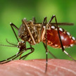 dengue Aedes aegypti usdepartementofhealthandhumanservice 11.000 Dengue-Fälle in Mittelamerika