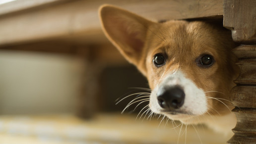 Was Hund & Katze gegen die Angst hilft