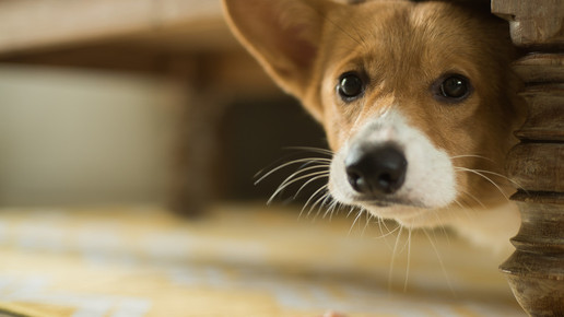 Estradiol-Spray: Tierische Nebenwirkungen