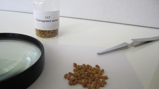 Foenugraeci semen 2 aa