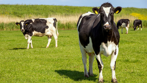 Vierter Vogelgrippe-Fall in den USA