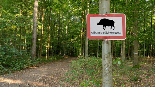 Afrikanischen Schweinepest: Deutschlandweit mehr als 6000 Fälle