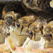 Mehrere Bienen.