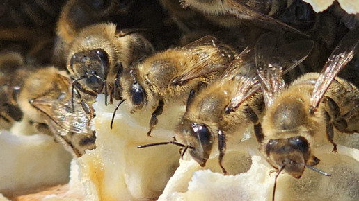 Mehrere Bienen.