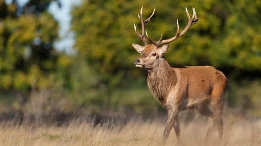 USA: Weißwedelhirsche mit Sars-CoV-2 infiziert
