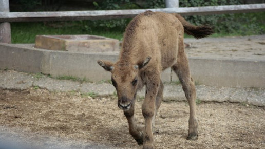 wisent tierpark hirschfeld