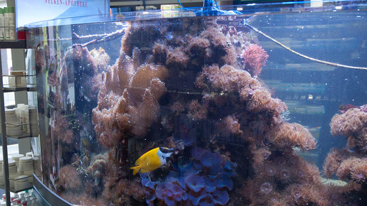aquarium14 nelken-apo