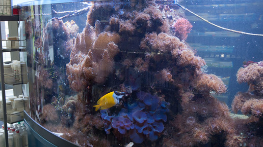 aquarium14 nelken-apo