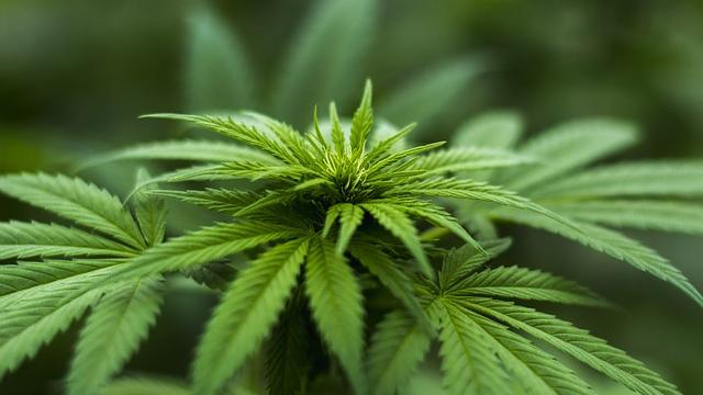 Umfrage: Cannabis-Legalisierung spaltet die Bevölkerung