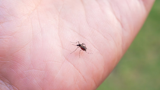 Chikungunya: Vimkunya bringt Präventionsfortschritt