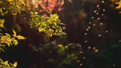 Hubschraubereinsätze gegen Mückenplage