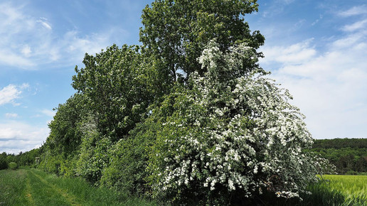 Weissdorn kreuzschnabel wikiccby30