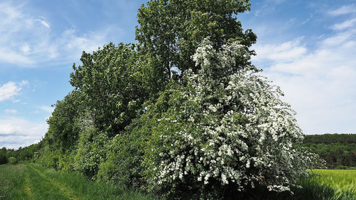 Weissdorn kreuzschnabel wikiccby30