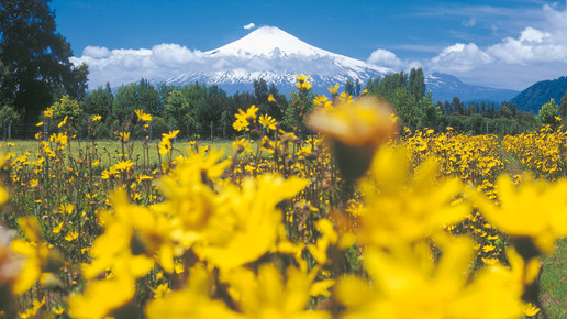 salus anbaugebiet chile vulkan salus
