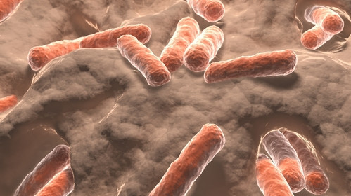 343-Darmbakterien apothekeadhoc