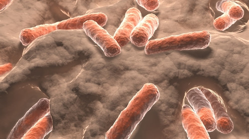 343-Darmbakterien apothekeadhoc