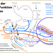 Niedriger intraduodenaler pH-Wert bestimmt die Wahl der Substitutionsenzyme - Rizoenzyme auch bei reduzierter Bicarbonatsekretion des Pankreas effektiv wirksam