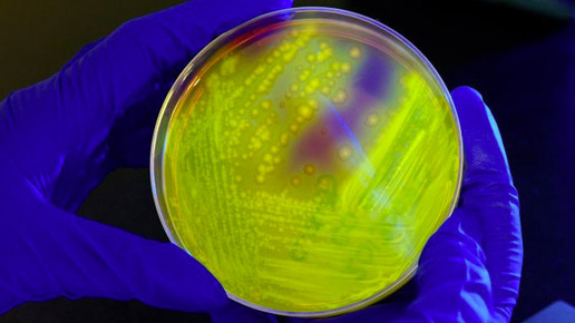 bakterien CDC melissa dankel