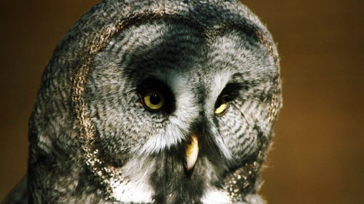 eule tierpark hirschfeld