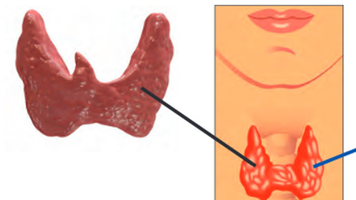 160622 screenshot schilddruesen liga